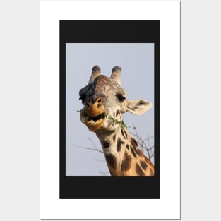 Maasai or Masai, Giraffe, Serengeti, Tanzania Posters and Art